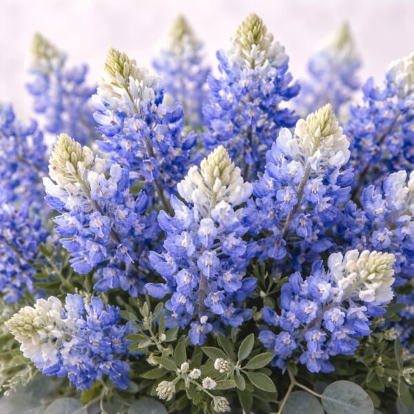 Wedding Dessert Table Packages